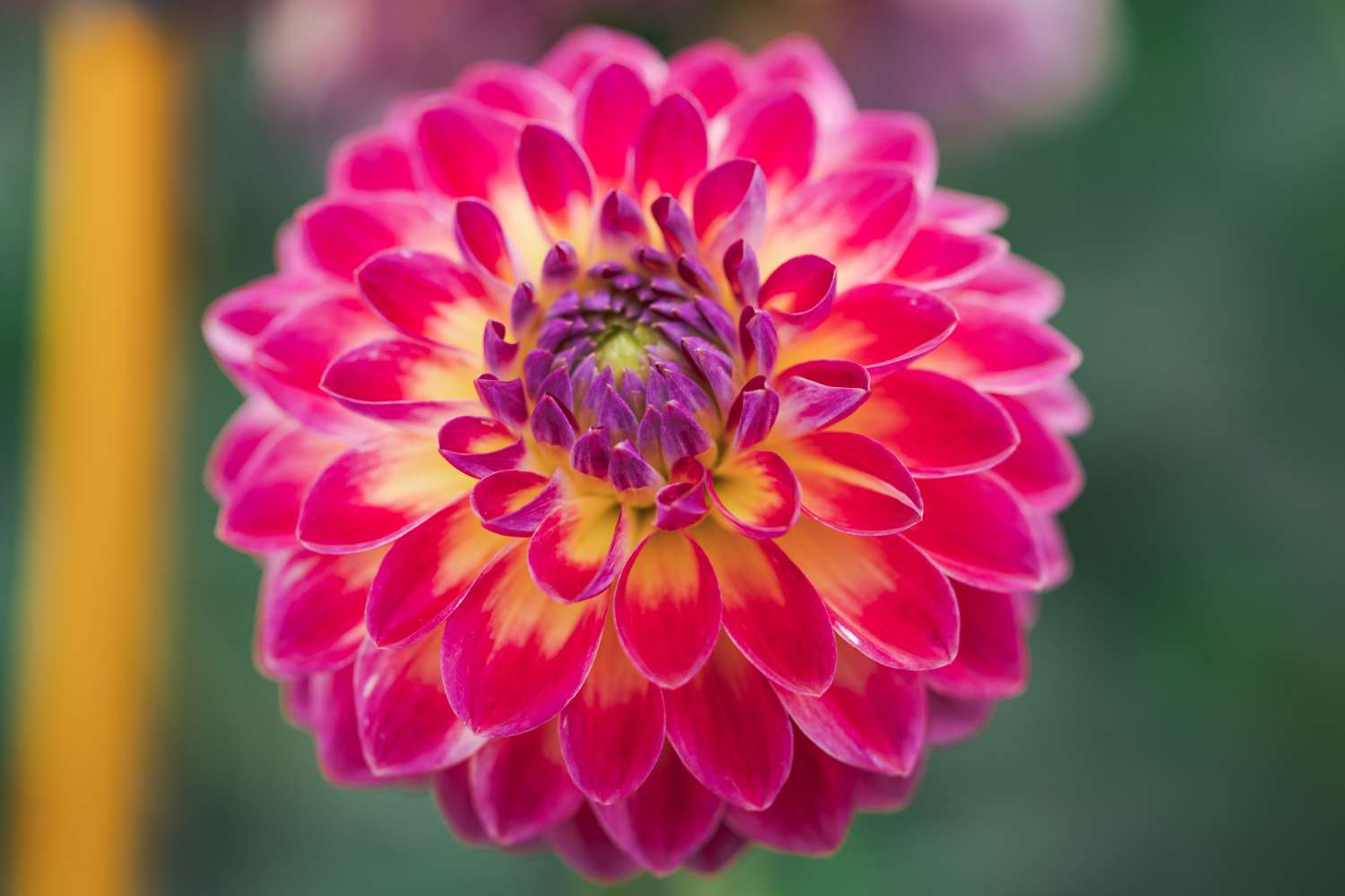 Dahlie 'Hapet Daydream'